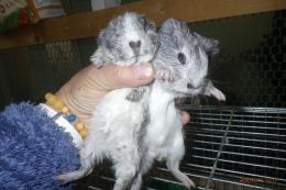 US-740　モルモット　毎月生まれています。