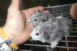 US-740　モルモット　毎月生まれています。