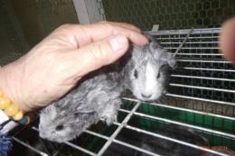 US-740　モルモット　毎月生まれています。