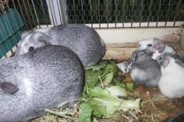 US-740　モルモット　毎月生まれています。