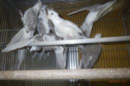 IN-4401　ホワイトフェイスオカメインコ　雌25年生