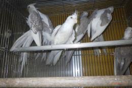 IN-4401　ホワイトフェイスオカメインコ　雌25年生