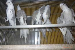 IN-4401　ホワイトフェイスオカメインコ　雌25年生