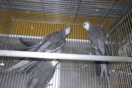 IN-4402　ホワイトフェイスオカメインコ　雄25年生