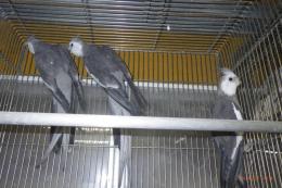 IN-4402　ホワイトフェイスオカメインコ　雄25年生