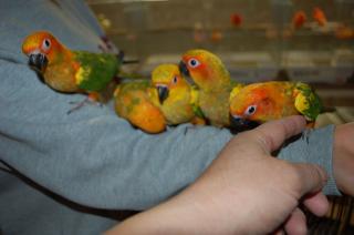 IN-778 コガネメキシコインコ 一人餌になりました。(愛着有り