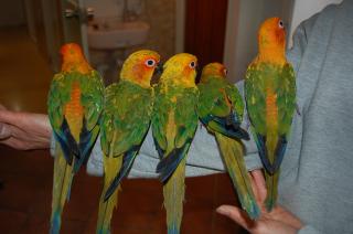 IN-778 コガネメキシコインコ 一人餌になりました。(愛着有り