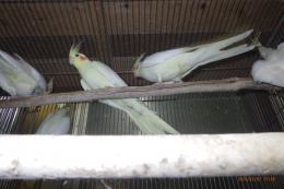 IN-4403　25年生オカメインコのルチノー　雌