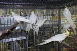 IN-4403　25年生オカメインコのルチノー　雌