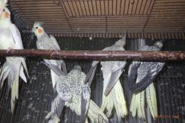 IN-4404　オカメインコ・パール及びパールパイドなどの雌