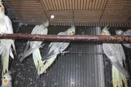 IN-4404　オカメインコ・パール及びパールパイドなどの雌