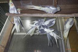 IN-4405　25年生のパイドオカメインコの雌