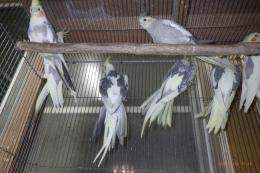 IN-4405　25年生のパイドオカメインコの雌