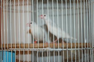 【試着のみ】こことあみ＊文鳥ベレー(グレー) 試着のみ】こことあみ＊文鳥ベレー(グレー)