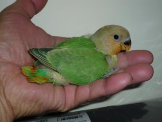 In 17 コザクラインコ オパーリンの雛 キットウココ ペット部