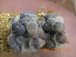 IN-4406　セキセイインコの雛