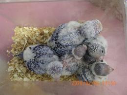 IN-4406　セキセイインコの雛