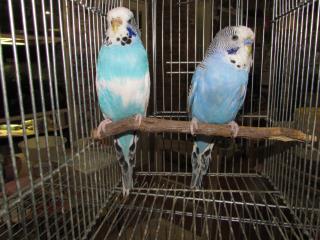 IN-2124 ジャンボセキセイインコ 若の雄雌で | キットウココ