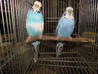 IN-2124 ジャンボセキセイインコ 若の雄雌で | キットウココ ペット部