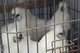 TA-984　25年生　烏骨鶏の雄