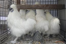 TA-984　25年生　烏骨鶏の雄