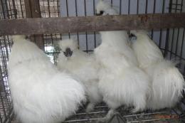 TA-984　25年生　烏骨鶏の雄