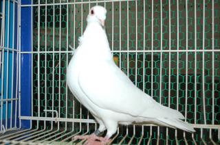 HT-421 白い鳩 メス 12年生若 | キットウココ ペット部