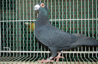 鳩 HT-425 黒い鳩 雄 12年生若 | キットウココ ペット部