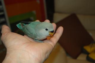 In 785 コザクラインコ ブルーチェリー リング A 084 キットウココ ペット部