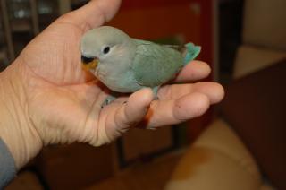 In 785 コザクラインコ ブルーチェリー リング A 084 キットウココ ペット部