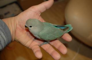 In 785 コザクラインコ ブルーチェリー リング A 084 キットウココ ペット部