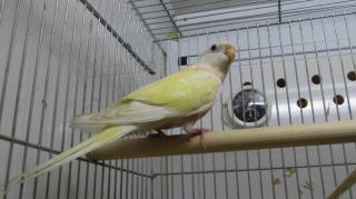 In 2541 アキクサインコ ルチノーの若 キットウココ ペット部