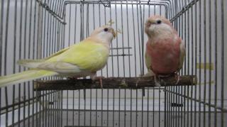 In 2541 アキクサインコ ルチノーの若 キットウココ ペット部