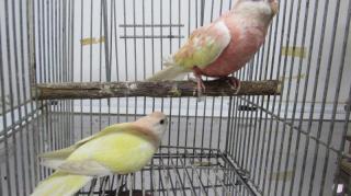 In 2541 アキクサインコ ルチノーの若 キットウココ ペット部