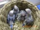 IN-4406　セキセイインコの雛
