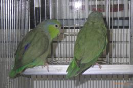 IN-4407　マメルリハの雄雌で