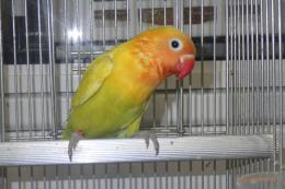 IN-4408　ボタンインコ・ヤマブキ　男の子?