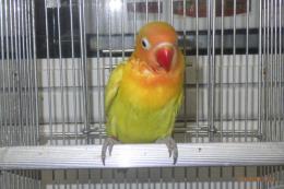 IN-4408　ボタンインコ・ヤマブキ　男の子?