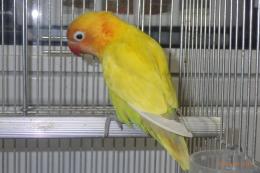 IN-4408　ボタンインコ・ヤマブキ　男の子?