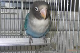 IN-4409　ブルーボタンインコ　女の子?