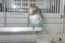 IN-4409　ブルーボタンインコ　女の子?