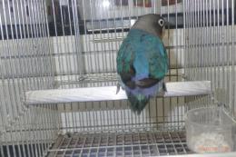 IN-4409　ブルーボタンインコ　女の子?