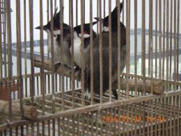 KOT-2817　コウラウン・雌