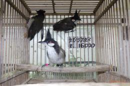 KOT-2817　コウラウン・雌