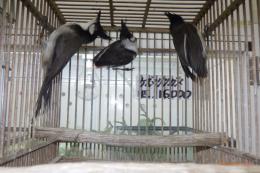 KOT-2817　コウラウン・雌