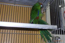 IN-4410　キガシラアオハシインコ・雌