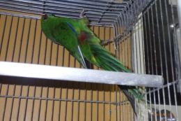 IN-4410　キガシラアオハシインコ・雌