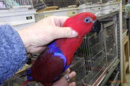 IN-4411　オオハナインコの雌　べた慣れ