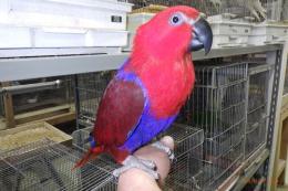 IN-4411　オオハナインコの雌　べた慣れ