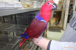 IN-4411　オオハナインコの雌　べた慣れ